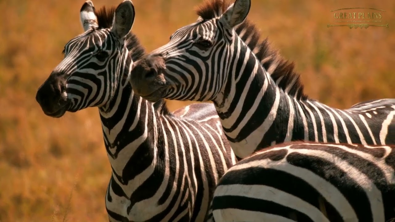 Plains Zebra  National Geographic