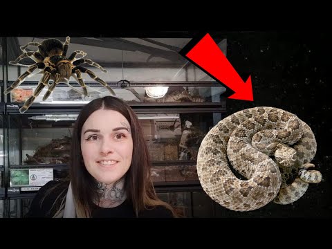 Vidéo surprise, présentation reptiles par ma femme(Serpents Venimeux)-Venom.X