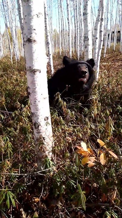 Уморил Буржуй Дусю. #russianbear - YouTube