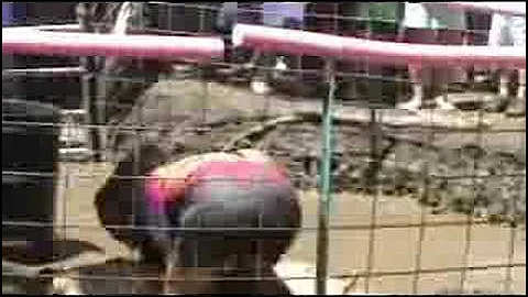 Pig wrestling 2