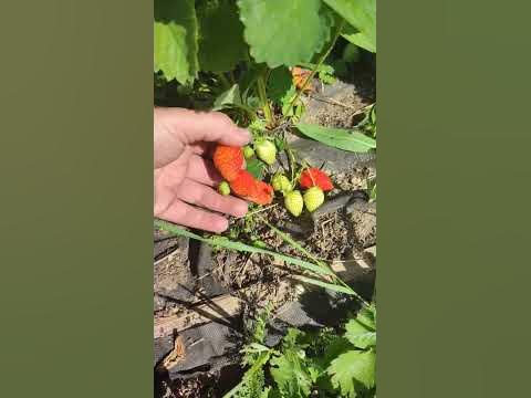 Монтерей НСД сорт земляники садовой - клубники - YouTube