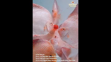 Cá Dĩa Beo Da Rắn | Discus Leopard snake | Cá Dĩa Thắng Lợi
