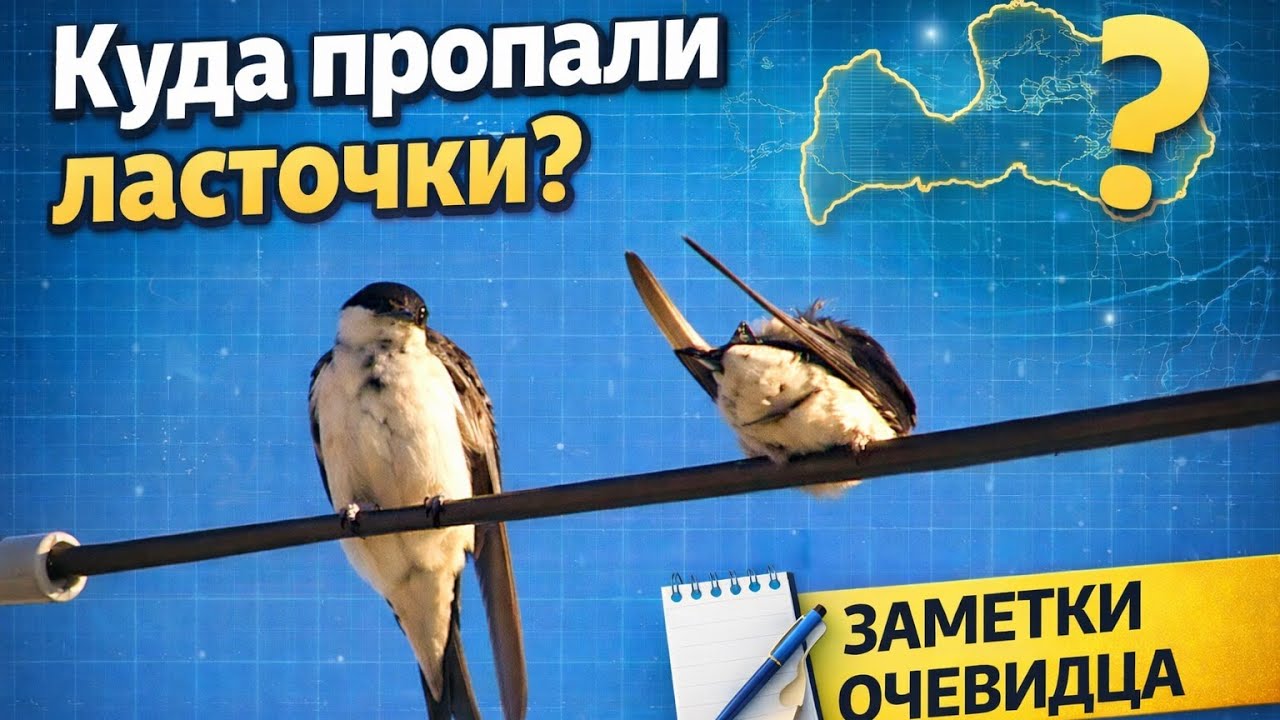 Вороны вам не ласточки - приспособятся. Изобилие ласточек в 2006