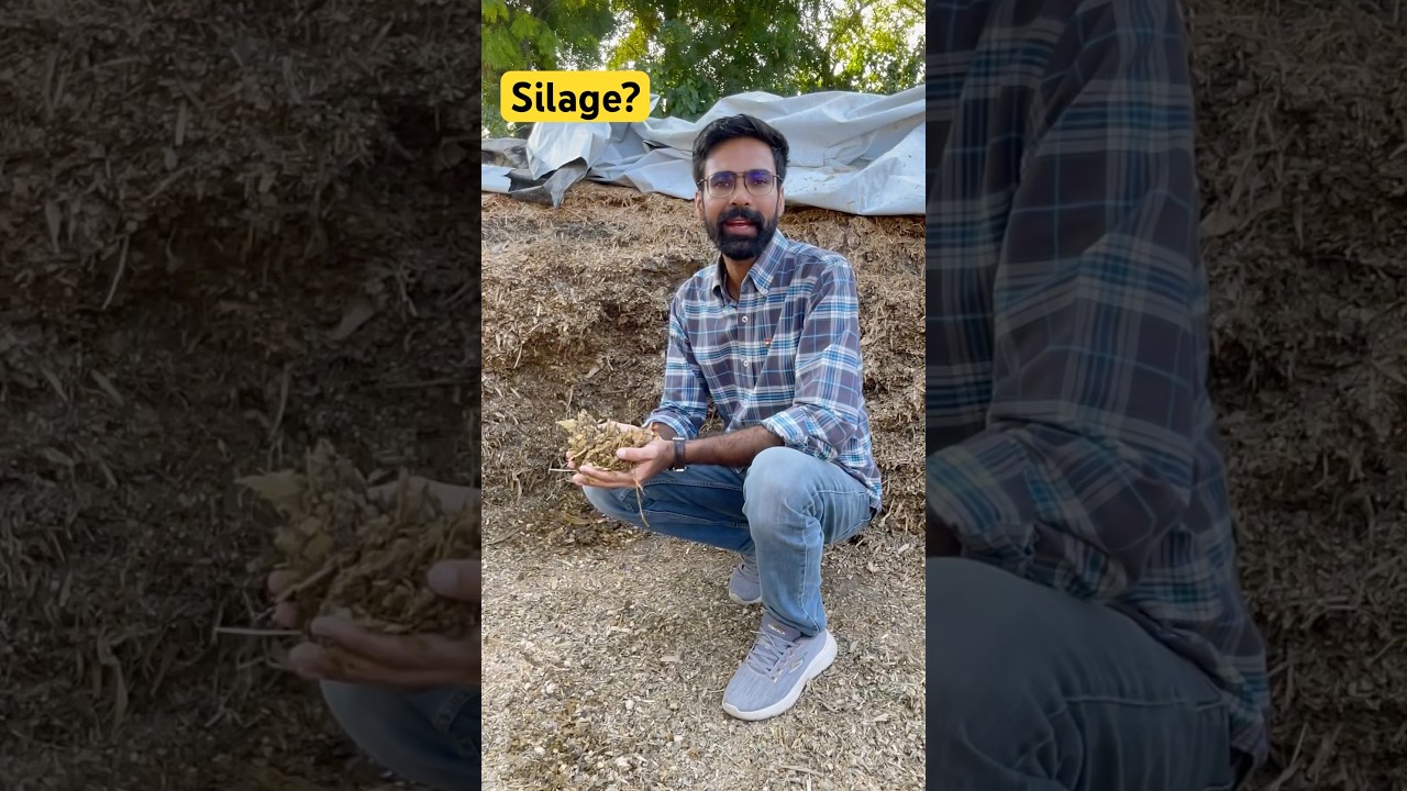 Silage | Animal feed | Livestock | Agriculture Crop 
