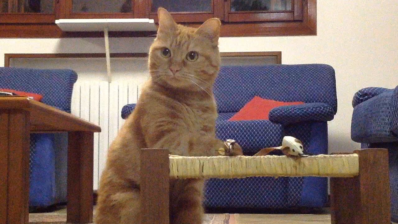 funny cats sleeping in weird positions compilation 2014 funnyplox SISSI THE CAT - TO MEET PINKY AND THE BRAIN