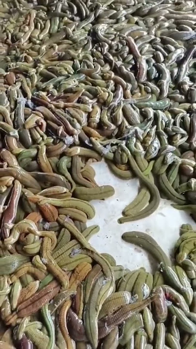 Leech Farm #shorts #animals #farming #agriculture