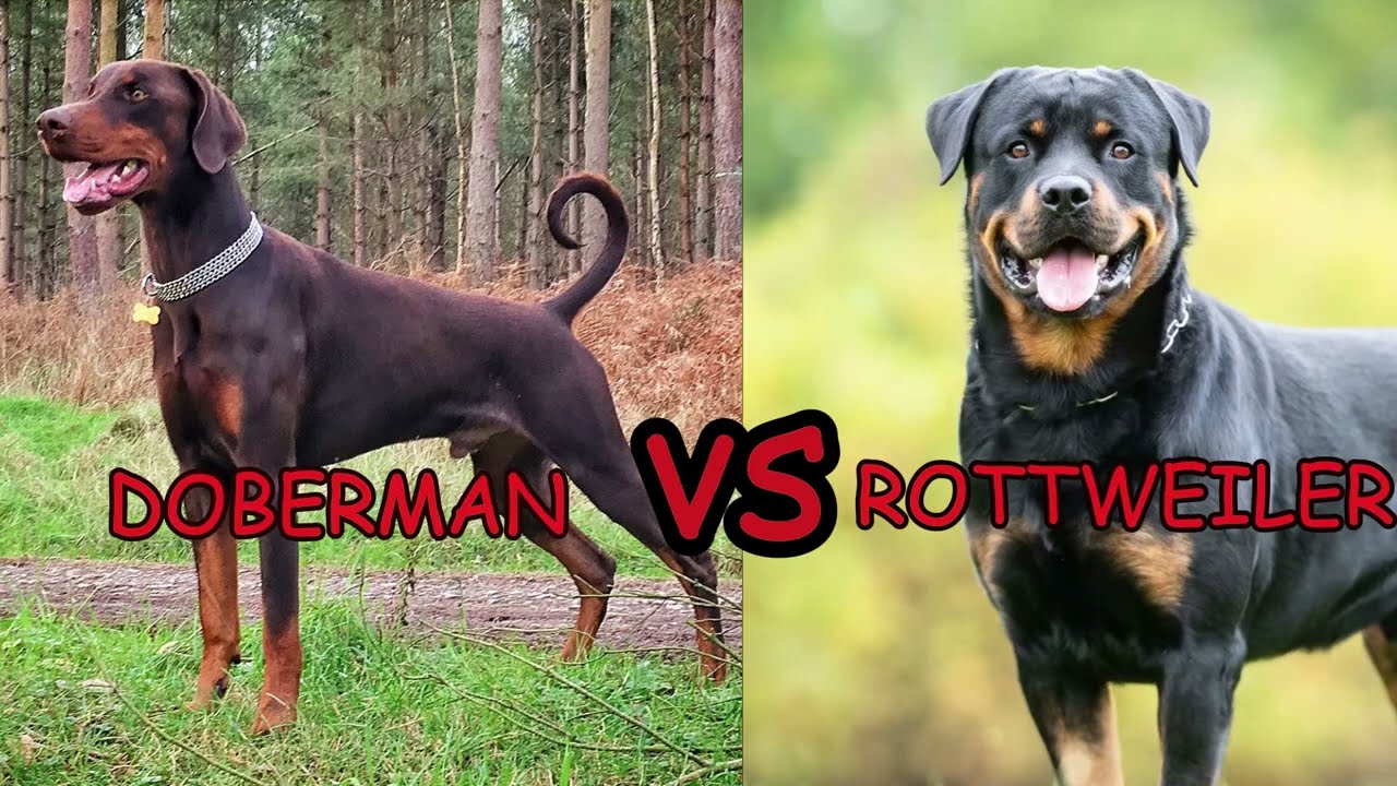 Doberman bs Rottweiler