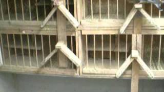 My Recesive red Meulemans pigeons 001.AVI