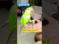 Mithu आज खाखरा खा रहा है #parrot #talkingparot #birds #talkingparrot #cute #pets #viral #comedy