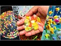 Glofish Cultivation - Beginners Must Watch