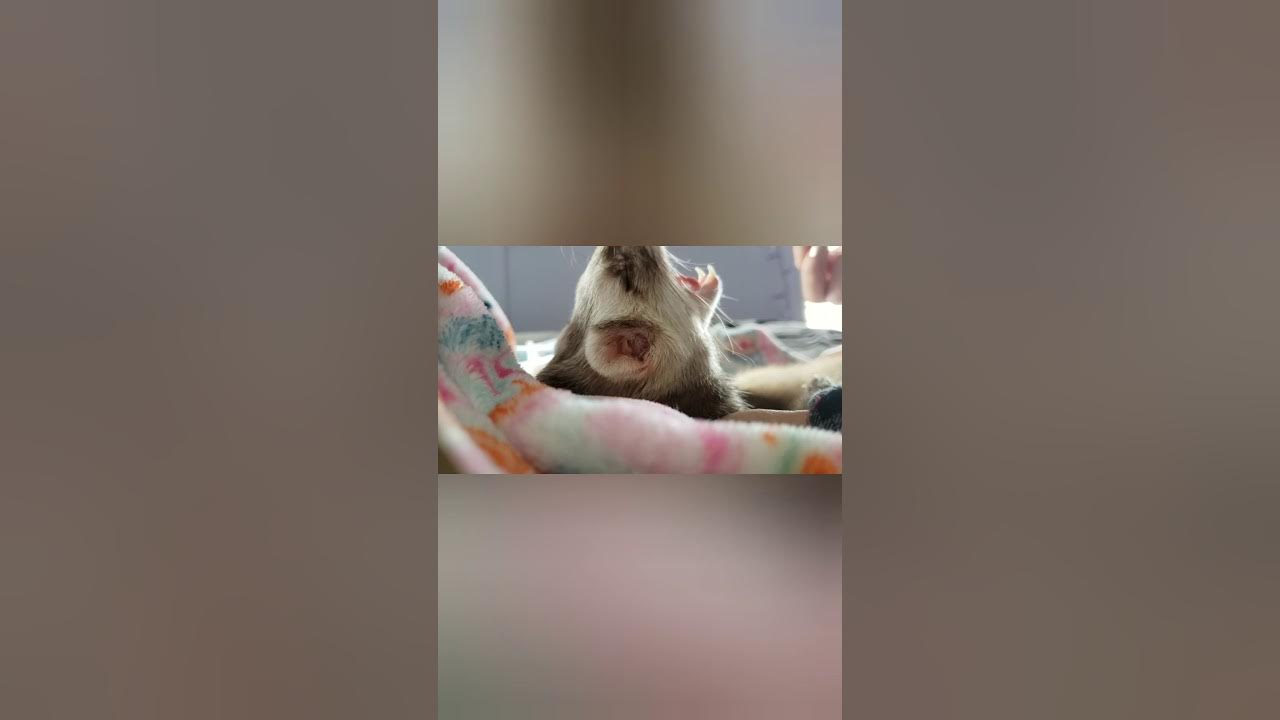 How to clean Ferret ears // easy way YouTube
