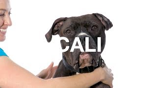 Adopt Cali at NKLA