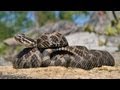 The Massasauga Rattlesnake: Ontario Wildlife Video Series