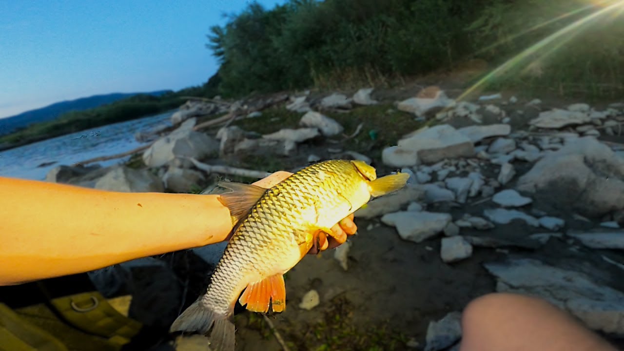 СПІНІНГ В ДУГУ, НІЧНІ ТРОФЕЇ НА ТИСІ,  ЛОВЛЯ ГОЛОВНЯ на СПІНІНГ Літом