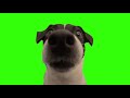 What the dog doing GREEN SCREEN
