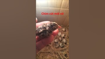 Kỹ thuật ấp trứng cút bằng thùng giấy thành công 100% | Con nở ra đi lại tung tăng, không yếu