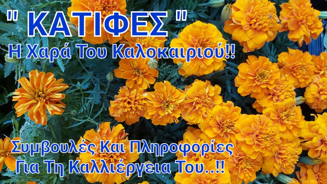 κατιφεσ