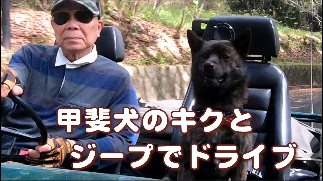 甲斐犬のキクとジープでドライブ