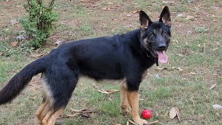 Working Line German Shepherd Price in India | How to select best Working Line German Shepherd Puppy by A-1085 23,665 views 1 year ago 7 minutes, 10 seconds