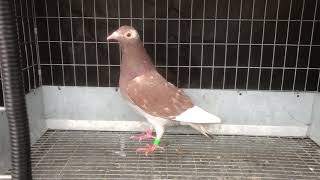 For Sale - 9500 - Meulemans Hen