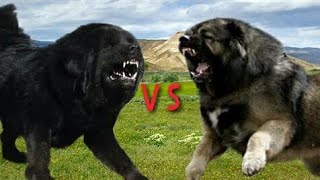 Tibetan mastiff  vs Caucasian  ovcharka.