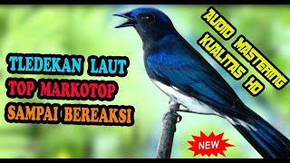 SUARA BURUNG TLEDEKAN LAUT GACOR BUAT PANCINGAN BUNYI