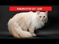 How to take care of a ragamuffin cat updated 2021 の動画、YouTube動画。