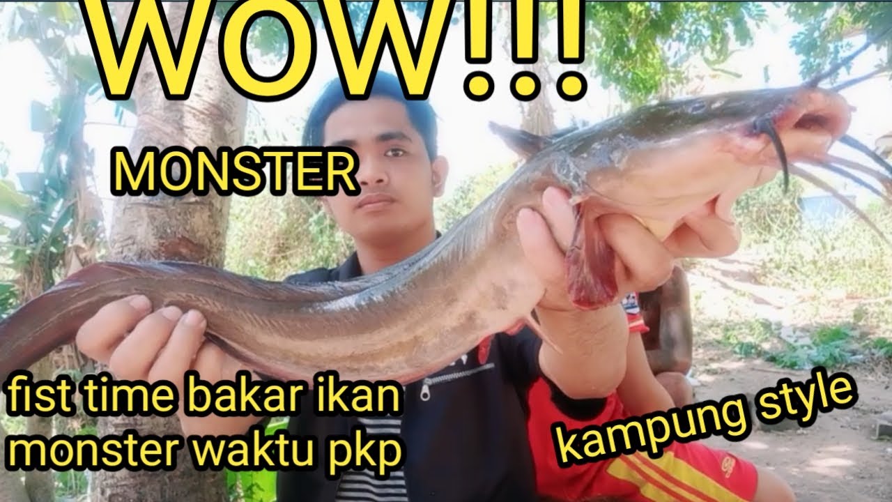 dapat monster sembilang auto di bakar || kampung style