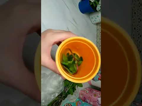 ضعي الخل علي النعناع