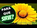 CALENDULA 🏵️ BENEFICIOS para la salud PODER MAGICO Y ESOTERICO propiedades MEDICINALES
