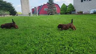 Cute Whoodle Puppies Playing by D G 42 views 13 days ago 2 minutes, 34 seconds