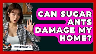 Can Sugar Ants Damage My Home? - Insects and Invaders