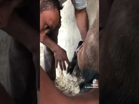 سبحان الله ذكر الماعز العتروس يوجد به الحليب