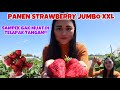 PANEN BUAH STRAWBERRY UKURAN JUMBO XXL DI LADANG AUSTRALIA SAMPEK KALAP SAKING JUMBONYA!!