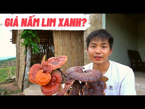 Video Nấm Lim Xanh Bao Nhiêu Tiền 1kg? - youtube