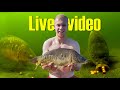 Catching a beautiful carp live (incl. drill, release and observations!)