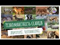 Різноманітність ссавців. Афротерії. Неповнозубі