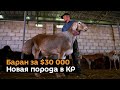 Больше гиссара, дороже двух миллионов — видео о новой породе овец "Арашан"