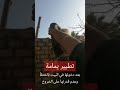تطيير يمامة بعد دخولها في البيت بالخطأ وعدم قدرتها على الخروخ  اكسبلور  تيك توك