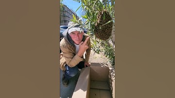 How to catch a bee swarm #bee #animals #nature #insects #shorts