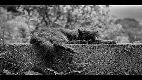 Lazy Loading Modules in Angular 8 | Lazy Loading Modules in Angular