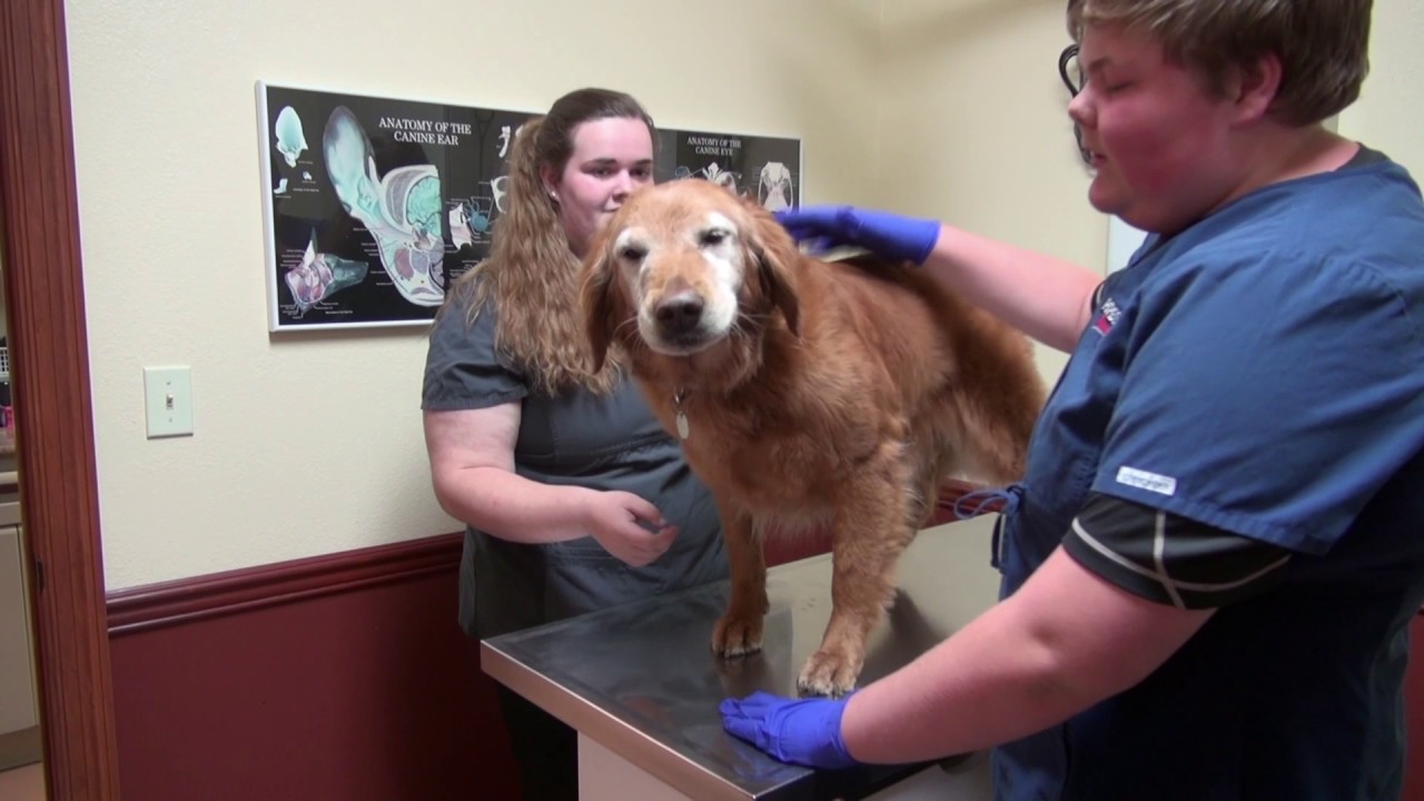 Vet Science CDE Independence FFA 2017 YouTube vet-science-cde-independence-ffa-2017-youtube