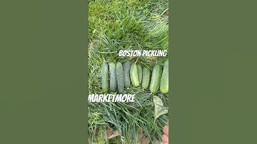 Harvesting cucumbers! #cucumbers #shortsviral  #shortsvideo  #shorts