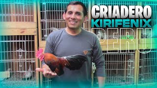 Visita al Criadero de KIKIRIKIS de Roberth Silva | KIKIRIKIS Perú  | Orla Tenorio🐓🐣