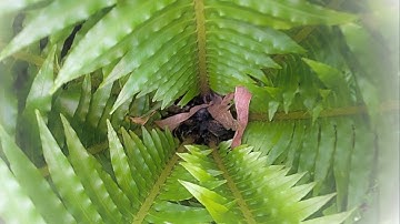 Hiram 💚 Heartwood (Official music video)