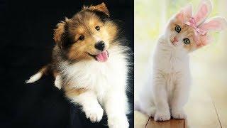 Cutest dog & cat in the world | simply the funniest & cutest pets ever!  #4 by The Secret Life Of Pets 9 views 5 years ago 8 minutes, 30 seconds