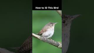 Información Can you identify this small bird Guía