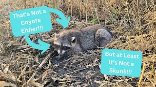 Out On The Line 2023 Ep. 8 - More Skunks by Schmattz Outdoors 284 views 3 months ago 25 minutes