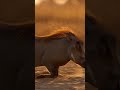 Warthog Thought He Was Sneaky… Lioness Had Other Plans. 😂 #wildlife