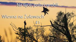 In the meadows, fields, and levees. Spring in the Żuławy region #1. Purple heron, rufous-morph cu...